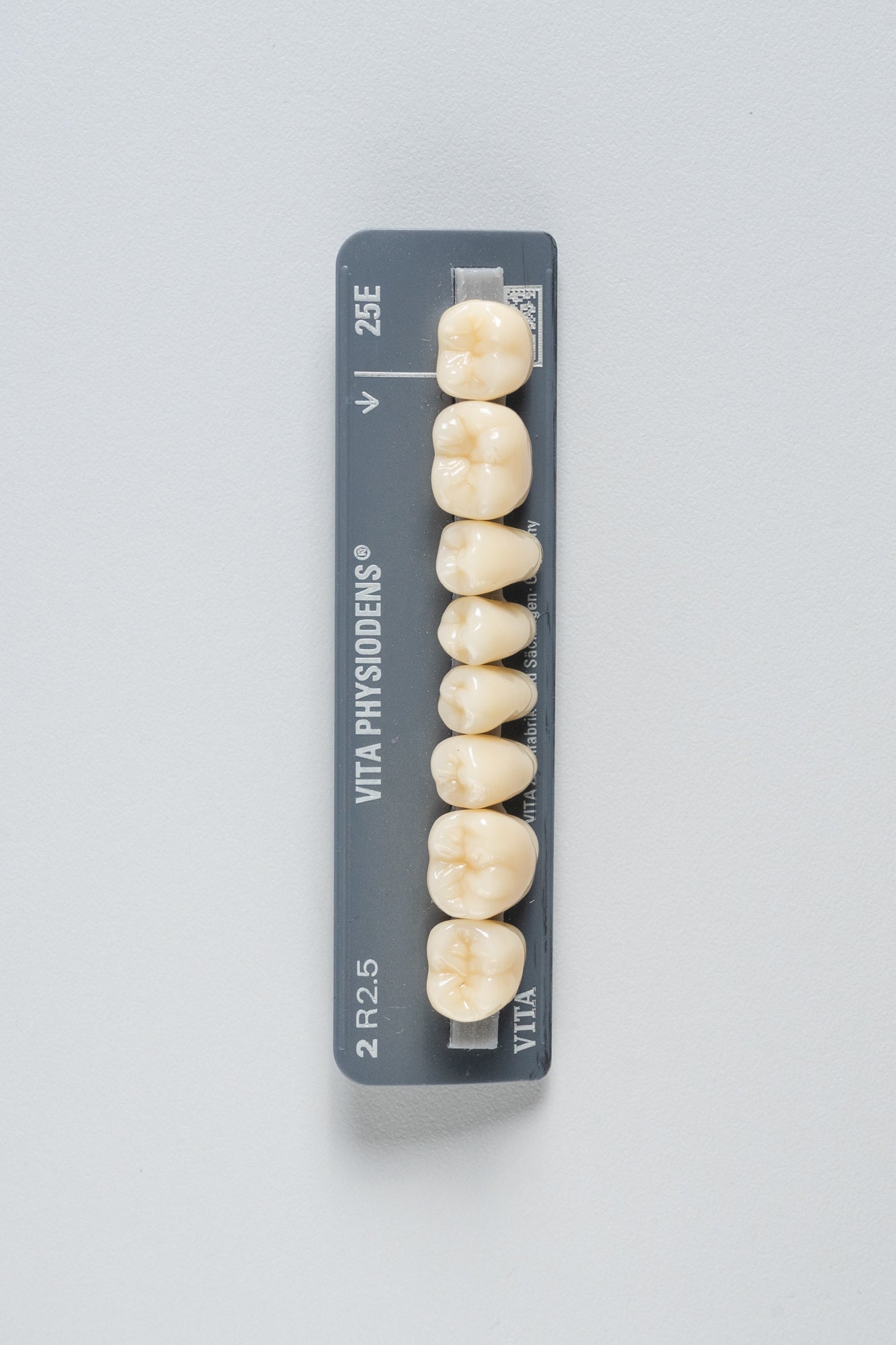 Physiodens | Posteriores Inferiores